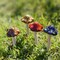 4 Pieces (Random Color) Ceramic Mushroom for Garden, Yard, Fairy Garden - Lawn Ornament Décor, Pottery Ornament 4.52" in Height (Dark Version)